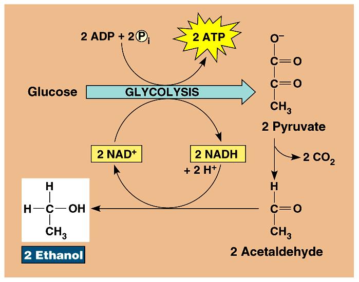 pyruvate ethanol + CO 2 3C NADH NAD + Dead end process at ~12% ethanol, kills yeast can t