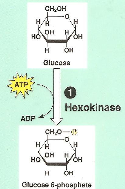 Glycolysis: Step by Step Step 1: carbon 6 phosphorylated using ATP to prevent