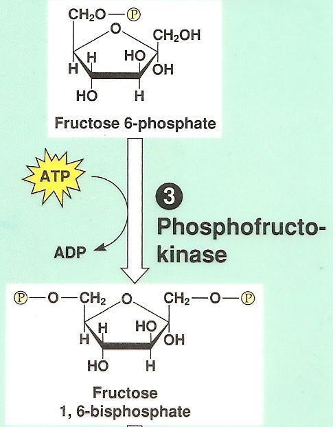 Glycolysis: Step by Step Step 3: carbon 1 phosphorylated to cause the molecule to