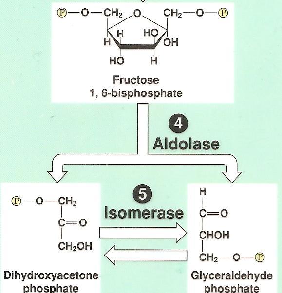 Glycolysis: Step by Step Step 4: the unstable molecule is split