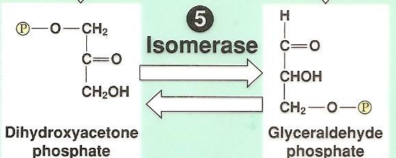 Glycolysis: Step by Step Step 5: DHAP and G3P are isomers G3P is used in many other metabolic pathways rxn type: