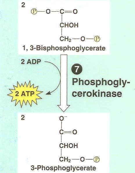 Glycolysis: Step by Step Step 7: ADP phosphorylation to create ATP
