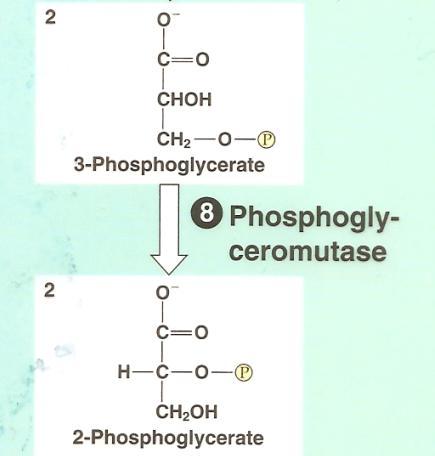 Glycolysis: Step by Step Step 8: phosphate moved from carbon 3 to