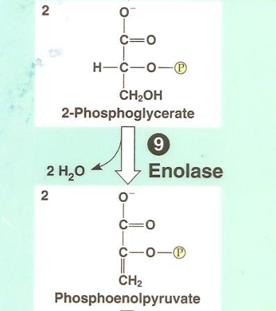 Glycolysis: Step by Step Step 9: water removed to set up next