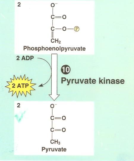 Glycolysis: Step by Step Step 10: ADP phosphorylation to