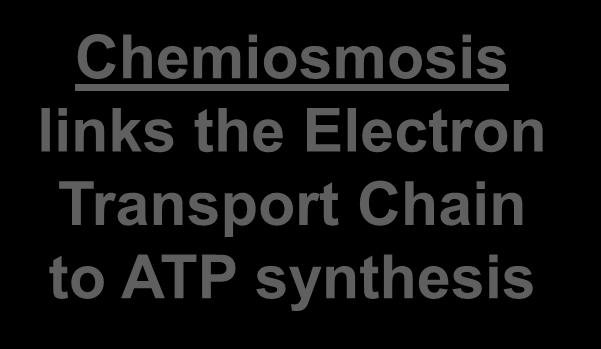 ATP synthase enzyme to build ATP Chemiosmosis links the