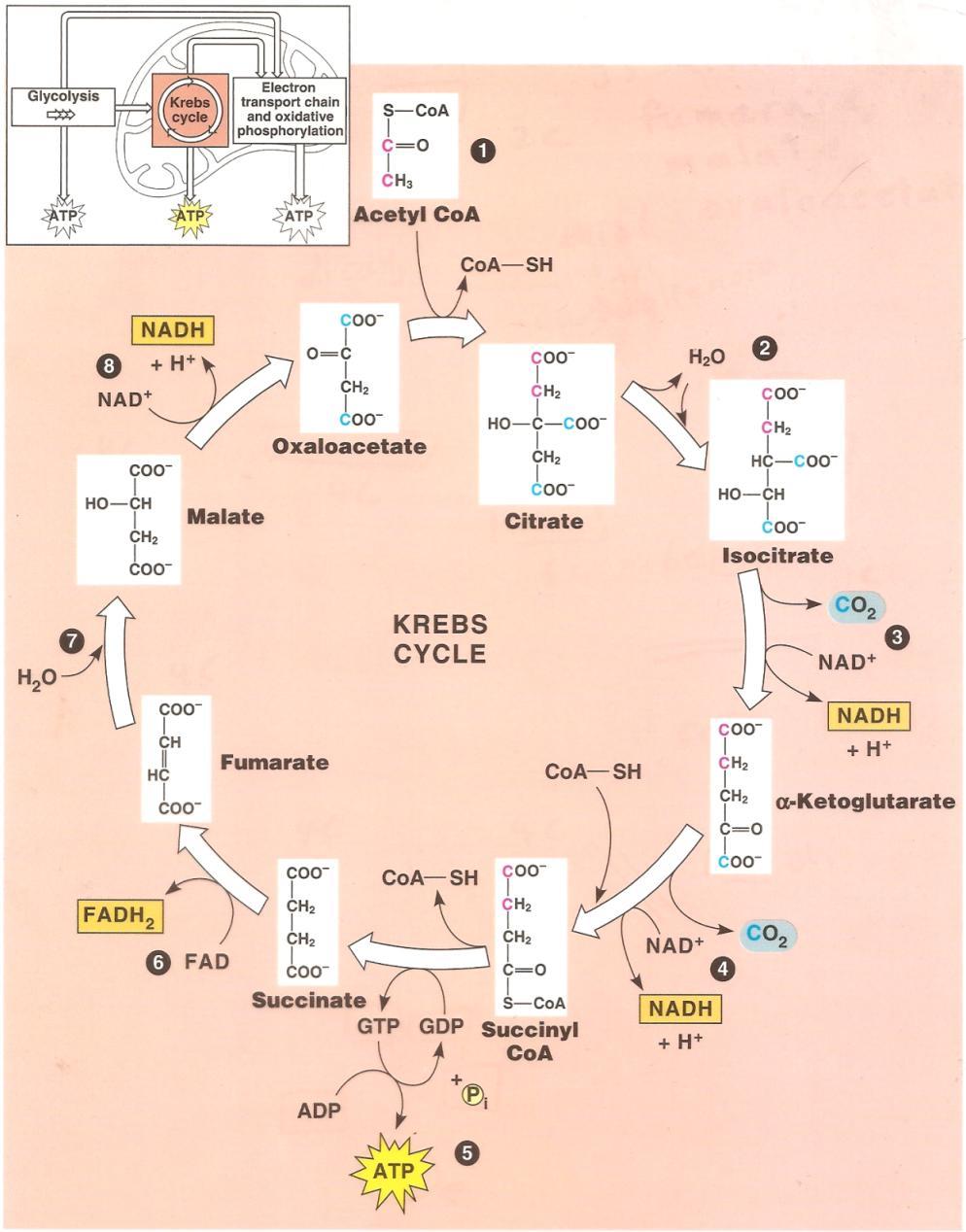 NAD+ is important because it Is an important input to the Kreb Cycle