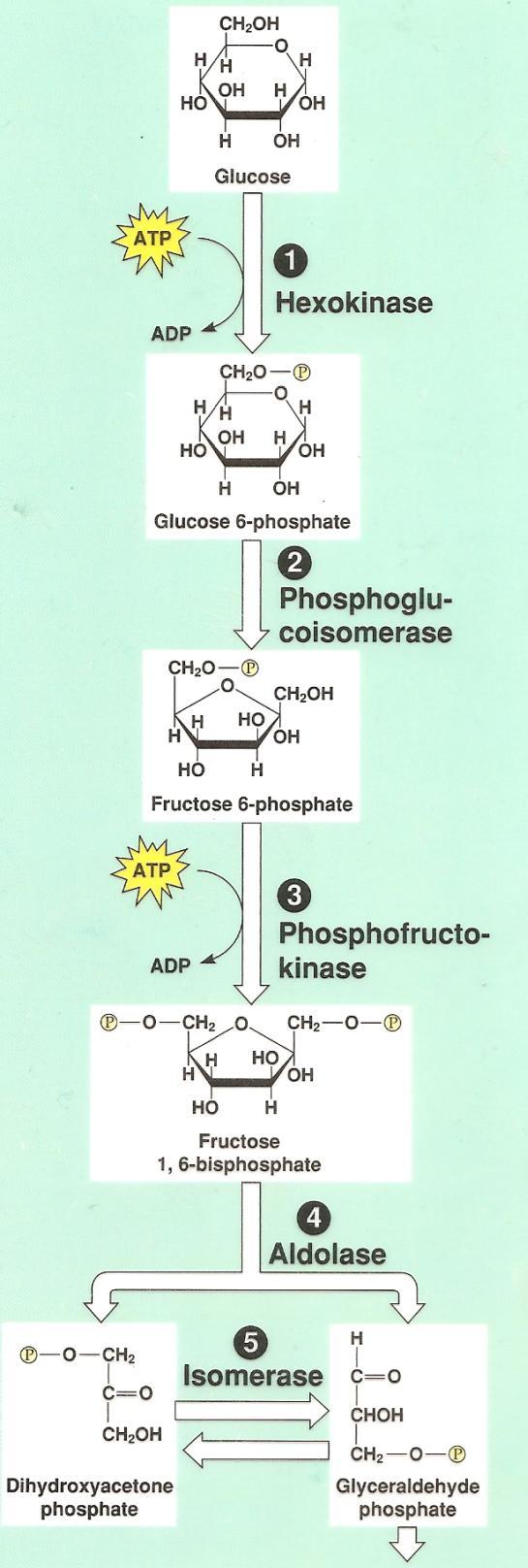 Q: Do you think glycolysis can still work?