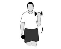 10. Elbow Flexion Main muscles worked: Biceps You should feel this exercise at the front of your upper arm Equipment needed: Begin with a weight that allows 3 sets of 8 repetitions and progress to 3