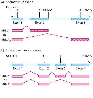 Alternative RNA processing: Two examples of complex eukaryotic transcription units and the effect of mutations on expression of the encoded proteins.