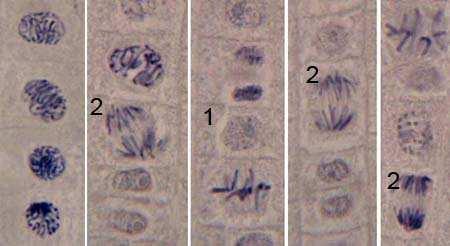 Fig. 1: Interphase (1) and anaphase- early telophase cells (2) Mitotic index is found by counting all stages off mitotic cells (dividing cells) in 1000 cells.