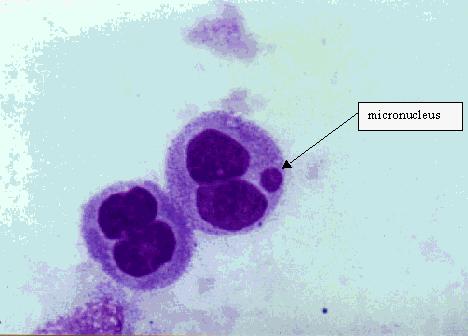 Fig. 3: Micronucleus in animal cell Compare the tested slides with negative control (no aberrations and micronuclei) and positive control slides (presence of aberrations and/or micronuclei). 6.