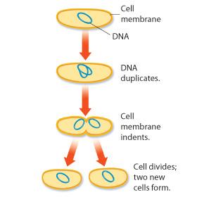 The Prokaryotic Cell Cycle Binary fission is a form of asexual reproduction during which two