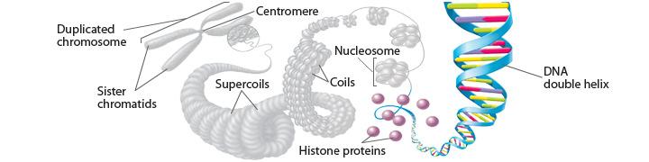 Chromatin is composed of