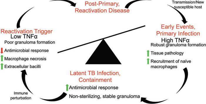 Why? Blocking TNF has major effect on immune-mediated inflammatory