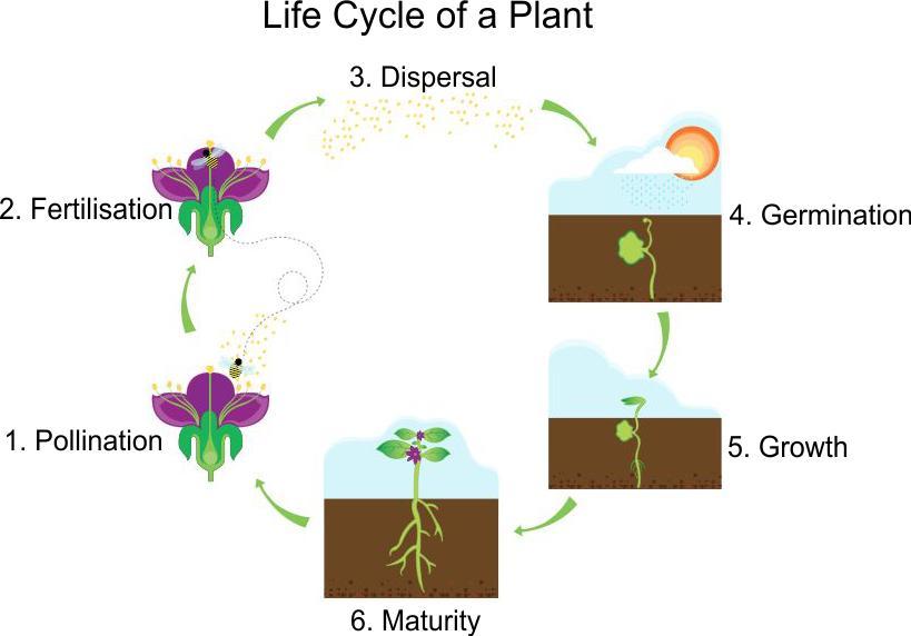 LIFE CYCLES A life cycle is the sequence of changes or development that an animal or plant goes through in its life.
