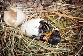 Duckling Hatching Chick The chick is fed by its parent/s and
