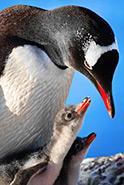 The mother penguin lays one or two eggs in a nest, which can be a circle of stones, grass or an underground burrow.