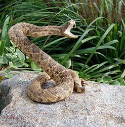Some snakes, like constrictors, give birth to live babies.