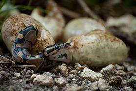 Baby Python Young snakes reach maturity within two to four years.