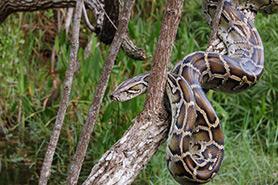 Adult Python Amphibians Amphibians, such as frogs, toads and newts have a more complicated life cycle than most animals as they undergo a