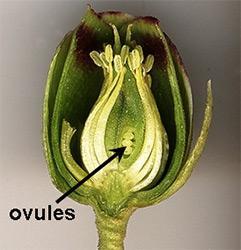 After the ovules fuse with the pollen, they become bigger and form seeds. Inside of Flower Showing Ovules Wikimedia Creative Commons Attribution Share-Alike: Tameeria 3.