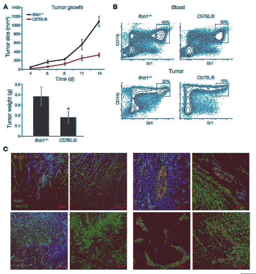 Figure 8 Enhanced MCA205 fibrosarcoma growth and angiogenesis in Ifnb1 / mice. (A) Growth and size of tumors is significantly higher in Ifnb1 / mice. MCA205 fibrosarcoma cells were injected s.c. into the abdomen of C57BL/6 or Ifnb1 / mice, and tumor growth was monitored.