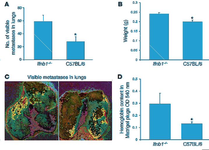 Figure 2 Increased numbers of lung metastases and enhanced Matrigel angiogenesis in Ifnb1 / mice. (A C) Increased formation of metastases in lungs of Ifnb1 / mice.