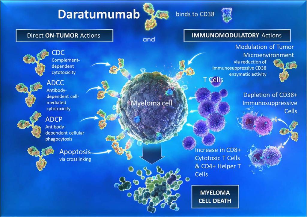 Daratumumab: Mechanism of Action Human CD38 IgGκ monoclonal antibody Direct and indirect anti-myeloma activity 1-5 Depletes CD38 + immunosuppressive regulatory cells 5 Promotes T-cell expansion and