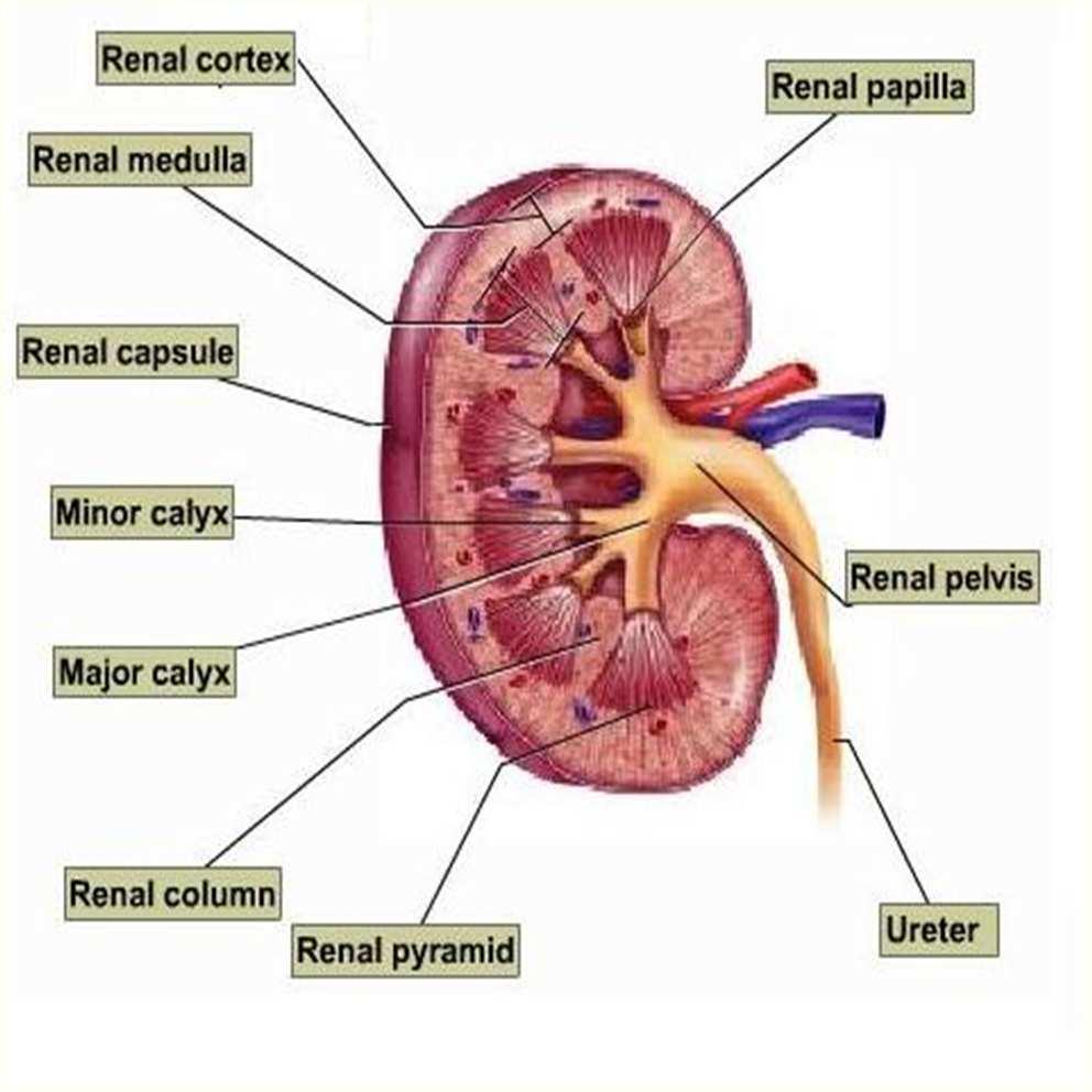 Kidney Bean-shaped Located between peritoneum and the back muscles