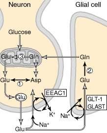 Synthesis of glutamate Sources: Glycolysis Krebs cycle Transamination or dehydrogenation Glutamine (deamination) Another source: aspartate Removal excitatory amino