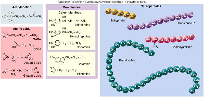 Types of neurotransmitters Small-molecule Amines (acetylcholine, epinepherine,
