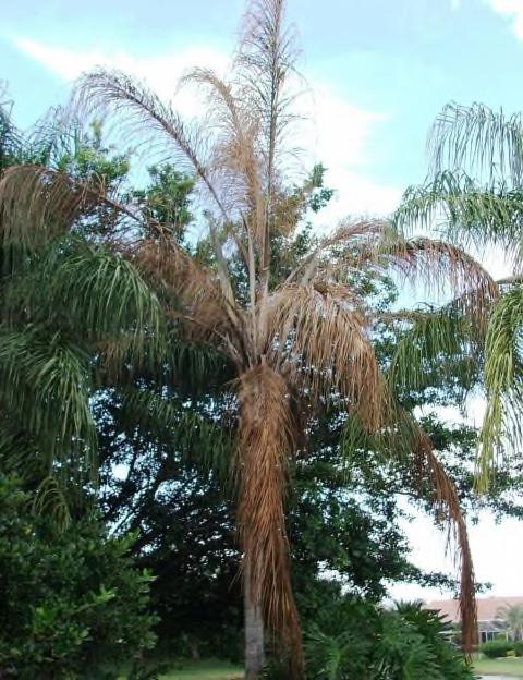 Fusarium wilt of queen palm: