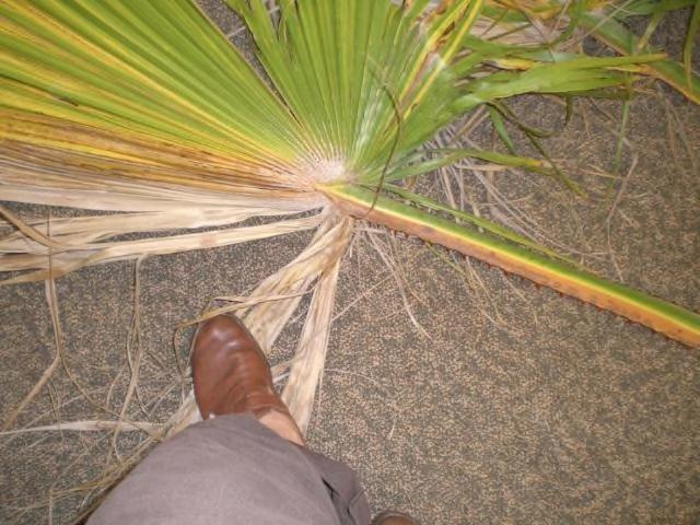 Fusarium wilt of Mexican fan palm: Symptoms One-sided