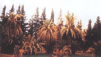 Fusarium wilt of date palm: Symptoms Terminal stage of Fusarium