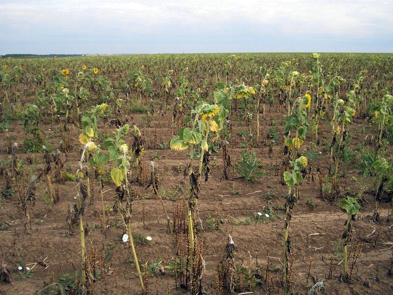 Fusarium wilt on sunflowers. Rostov, Russia (2002).