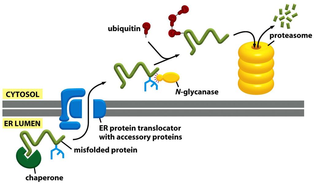 Improperly Folded Proteins Are Exported from the ER and Degraded in the Cytosol Figure 12-54 Misfolded soluble proteins in the