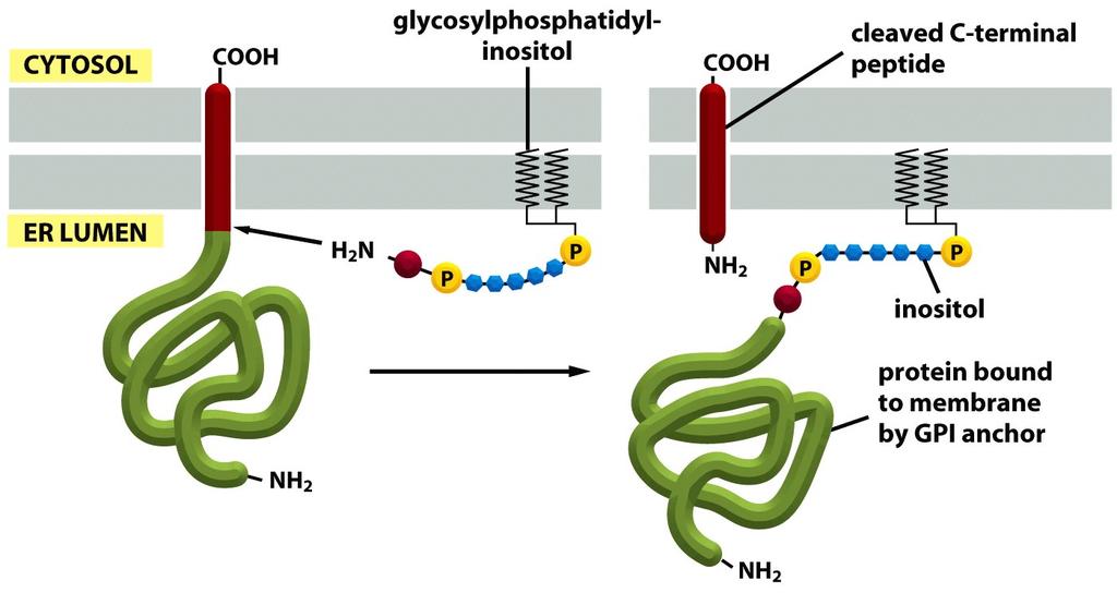 Some Membrane Proteins Acquire a Covalently Attached Glycosylphosphatidylinositol (GPI) Anchor Figure 12-56 Immediately after the completion of protein synthesis, the precursor protein remains