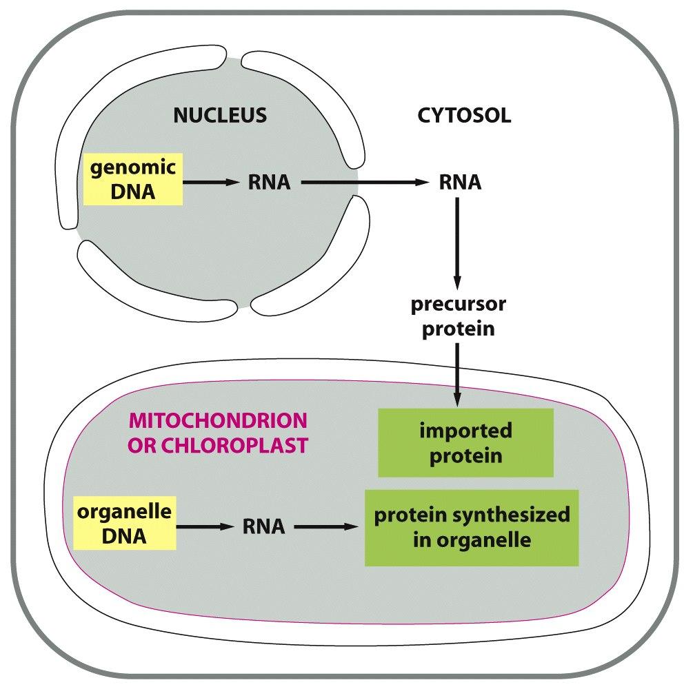 The Production of Mitochondrial and Chloroplast proteins by Two Separate Genetic Systems Figure 14-53
