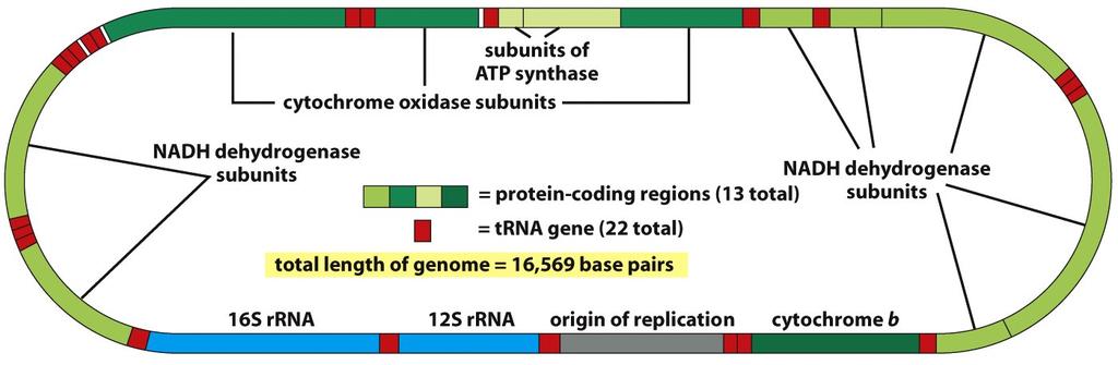 The Organization of the Human Mitochondrial genome Figure 14-60 The genome contains 2rRNA genes, 22 trna genes, and 13 protein-coding genes.