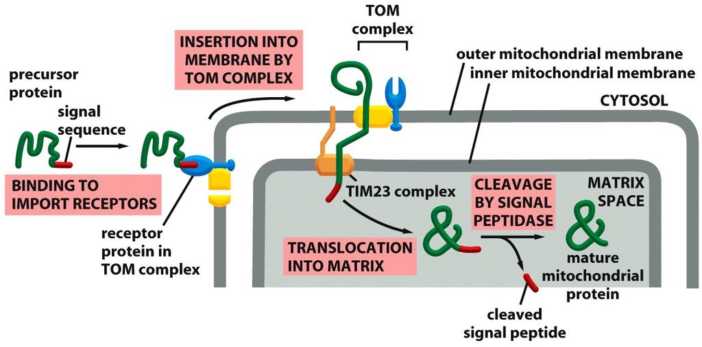 Protein Transport into Mitochondria Matrix TOM: translocator in the outer membrane of mitochondria TIM: translocator in the inner membrane of mitochondria!