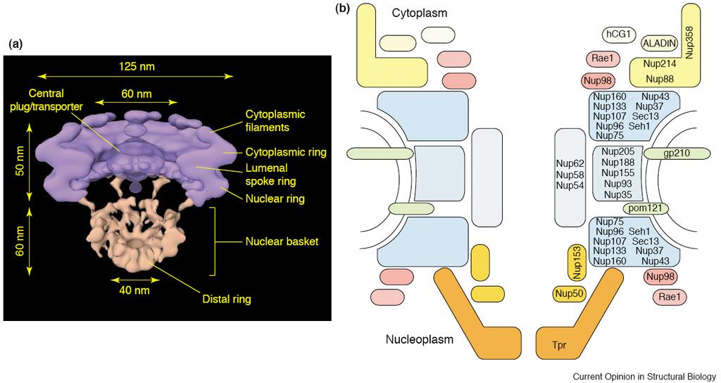 The Nuclear Pore Complex (a) Cut-away view of the structure of the NPC from Dictyostelium determined by cryo-et (electron tomogram). The central plug or transporter is transparently rendered.