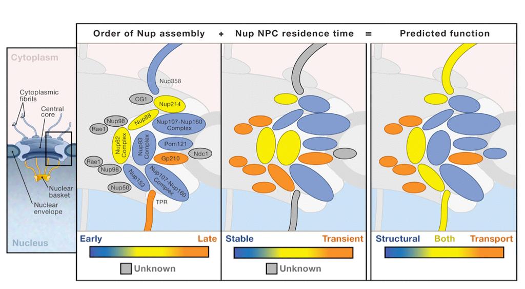 Nuclear Pore Complex (NPC) Assembly and the Dynamics of Nucleoporins Are Correlated with their Proposed Functions within the NPC!