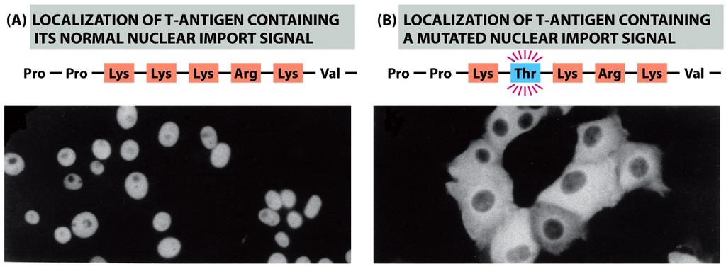Nuclear Localization Signals Direct Nuclear Proteins to the Nucleus Figure 12-11 Immunofluorescence micrographs showing the cell location of SV40 virus T-antigen containing or lacking a short