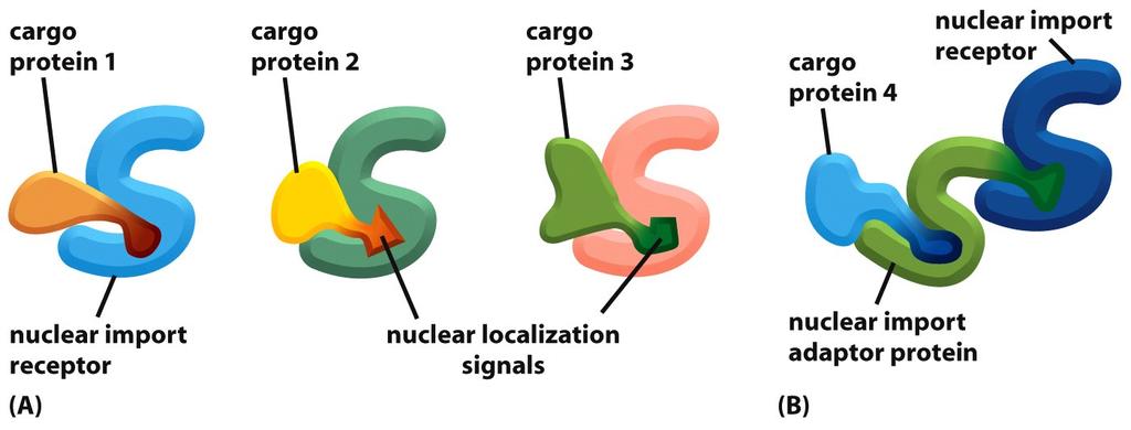 Nuclear Import Receptors Bind to Both Nuclear Localization Signals and NPC proteins Figure 12-13 (A) Many nuclear import receptors bind both to NPC proteins and to a nuclear localization signal (NLS)