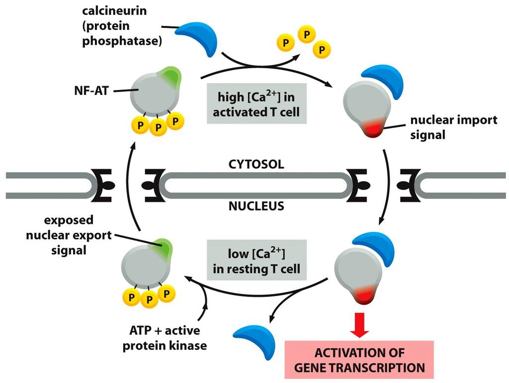 The Control of Nuclear Import During T Cell Activation Figure 12-18 Some of the most potent immunosuppressive drugs, including cyclosporin A and FK506, inhibit the ability of calcineurin to