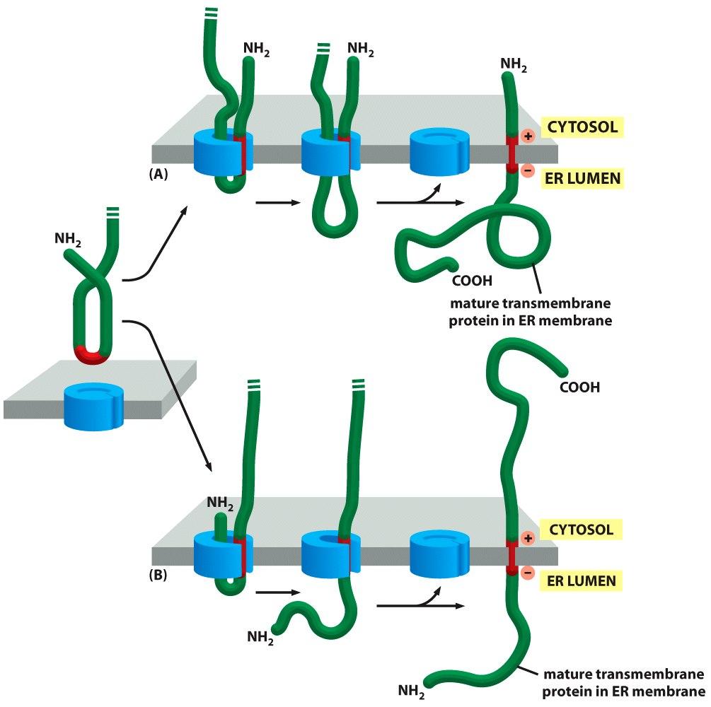 How a Single-Pass Transmembrane Protein with an Internal ER Signal Sequence Is Integrated into the ER Membrane An internal ER signal sequence (also binds to the SRP) that functions as start transfer