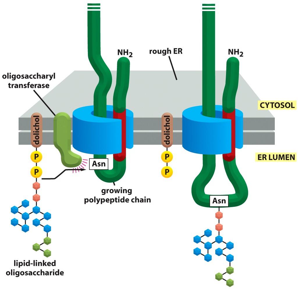 Protein Glycosylation in the Rough ER Almost as soon as a polypeptide chain enters the ER lumen, it is glycosylated on target Asn (Asn- X-Ser/Thr, X is not Pro) amino acids.
