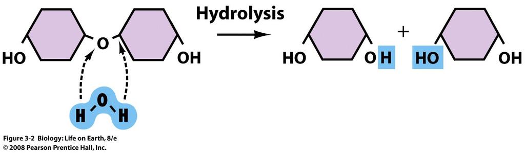 Organic Molecule Synthesis Polymers are broken apart through hydrolysis ( water