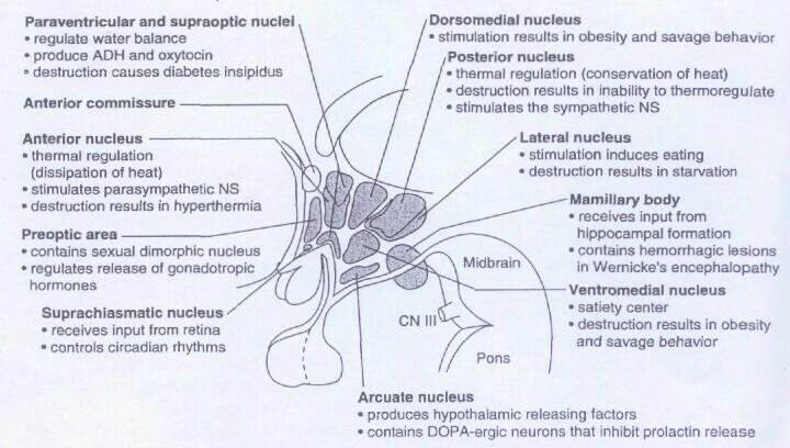290 / Neuroanatomy III. Hypothalamic Regions and Nuclei the hypothalamus is divided into a lateral area and a medial area. These areas are separated by the fornix and the mamillothalamic tract. A.